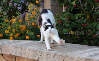 Cum am ajuns fotograf de turiști în Rhodos